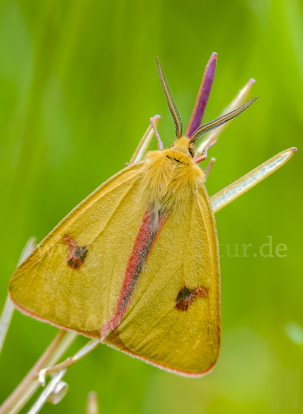 Rotrandbär (Diacrisia sannio)