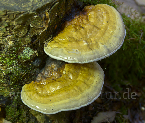 Rotrandiger Baumschwamm (Fomitopsis pinicola)