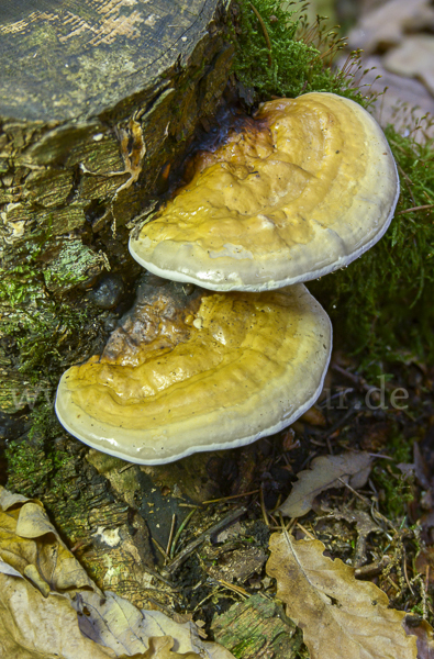 Rotrandiger Baumschwamm (Fomitopsis pinicola)