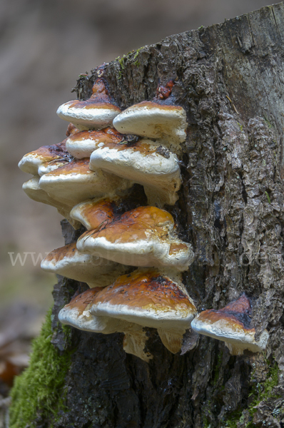 Rotrandiger Baumschwamm (Fomitopsis pinicola)