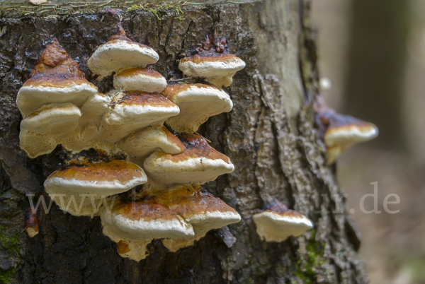 Rotrandiger Baumschwamm (Fomitopsis pinicola)