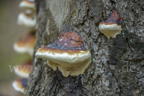 Rotrandiger Baumschwamm (Fomitopsis pinicola)