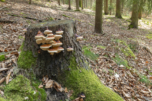 Rotrandiger Baumschwamm (Fomitopsis pinicola)