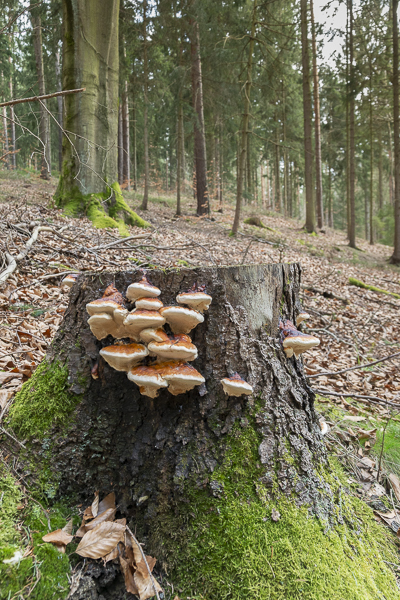 Rotrandiger Baumschwamm (Fomitopsis pinicola)