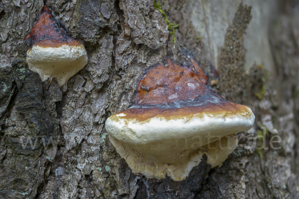 Rotrandiger Baumschwamm (Fomitopsis pinicola)