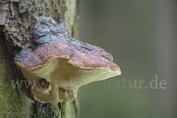 Rotrandiger Baumschwamm (Fomitopsis pinicola)