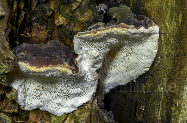 Rotrandiger Baumschwamm (Fomitopsis pinicola)