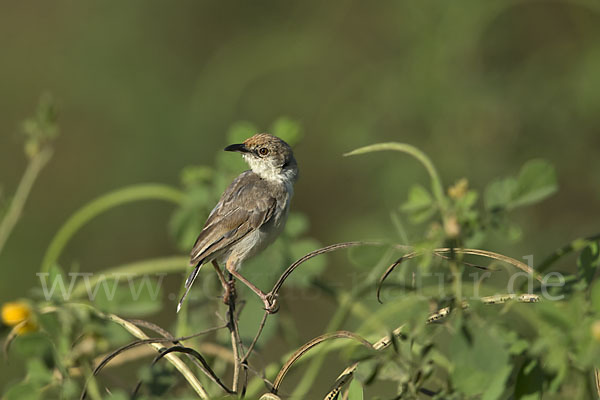 Rotscheitel-Cistensänger (Cisticola chiniana)