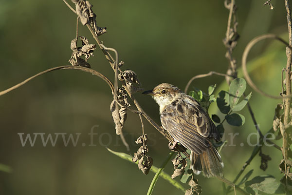 Rotscheitel-Cistensänger (Cisticola chiniana)