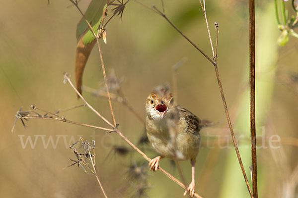 Rotscheitel-Cistensänger (Cisticola chiniana)