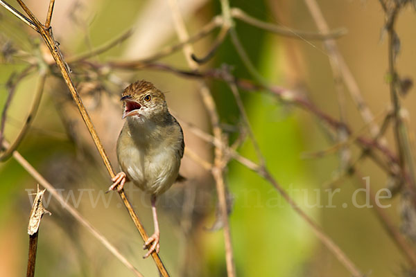 Rotscheitel-Cistensänger (Cisticola chiniana)