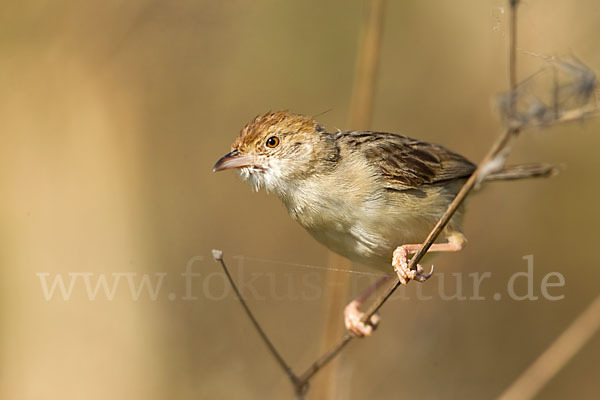 Rotscheitel-Cistensänger (Cisticola chiniana)