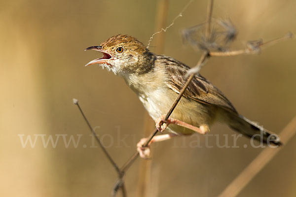 Rotscheitel-Cistensänger (Cisticola chiniana)