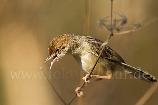 Rotscheitel-Cistensänger (Cisticola chiniana)