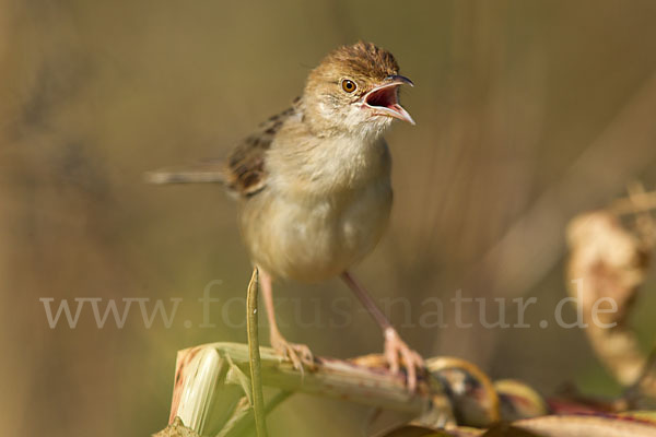 Rotscheitel-Cistensänger (Cisticola chiniana)