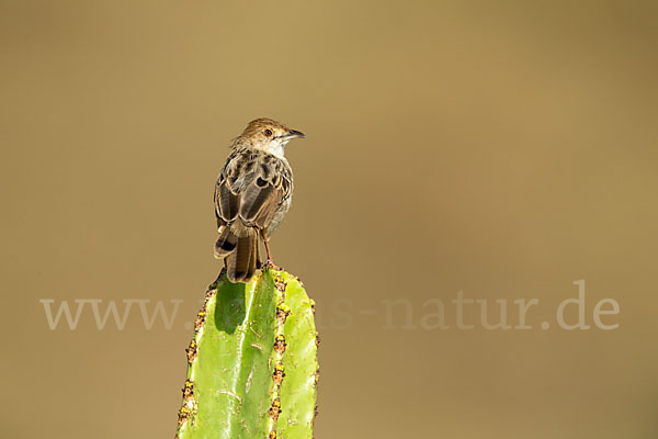 Rotscheitel-Cistensänger (Cisticola chiniana)