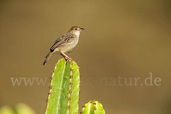 Rotscheitel-Cistensänger (Cisticola chiniana)