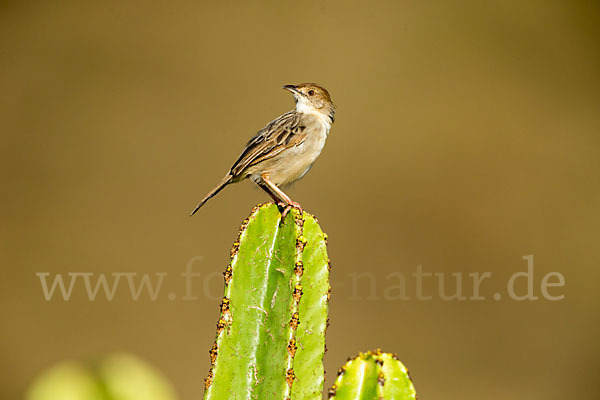 Rotscheitel-Cistensänger (Cisticola chiniana)