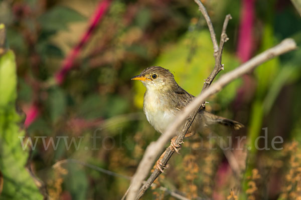 Rotscheitel-Cistensänger (Cisticola chiniana)