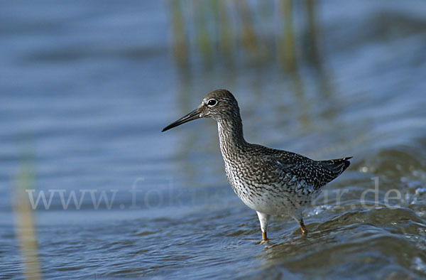 Rotschenkel (Tringa totanus)