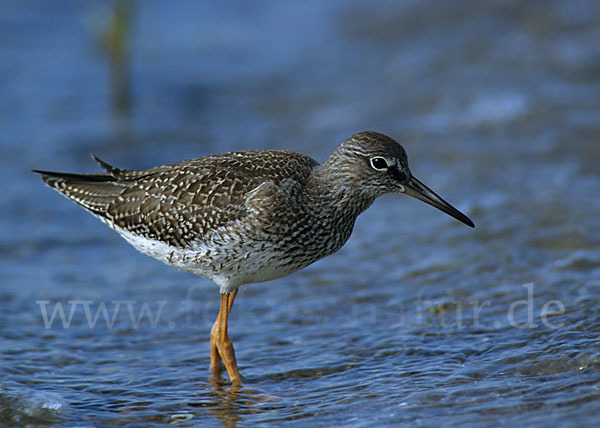 Rotschenkel (Tringa totanus)