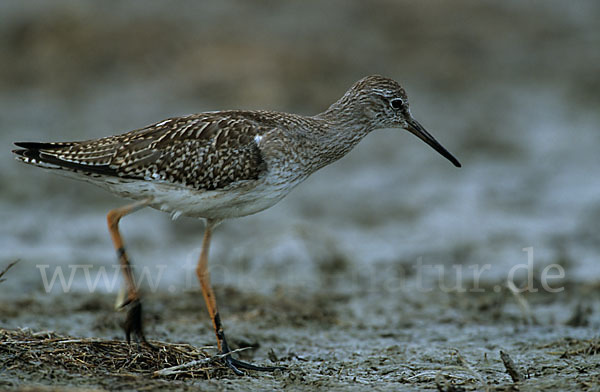 Rotschenkel (Tringa totanus)