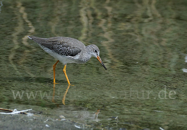 Rotschenkel (Tringa totanus)