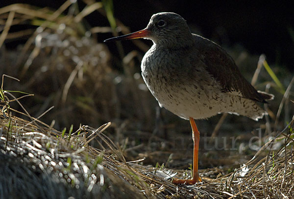 Rotschenkel (Tringa totanus)