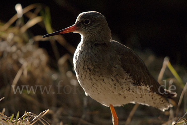 Rotschenkel (Tringa totanus)