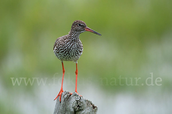 Rotschenkel (Tringa totanus)