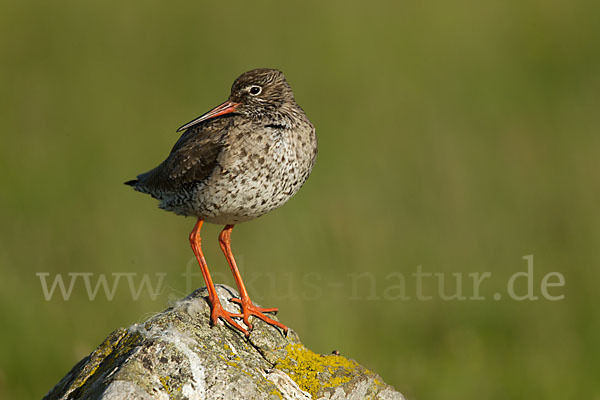 Rotschenkel (Tringa totanus)