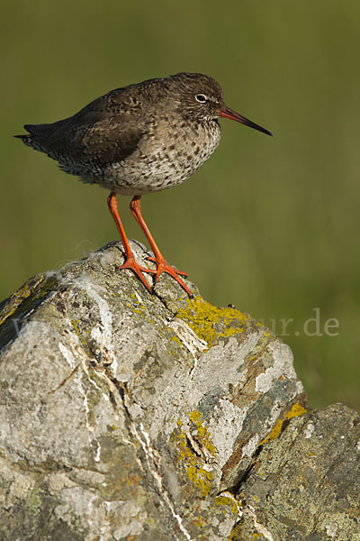 Rotschenkel (Tringa totanus)