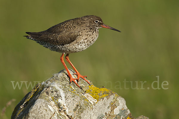 Rotschenkel (Tringa totanus)