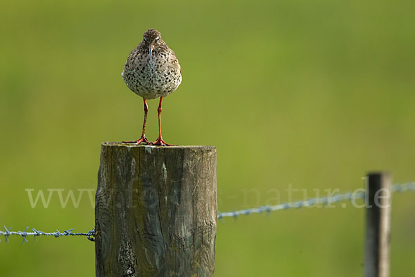 Rotschenkel (Tringa totanus)