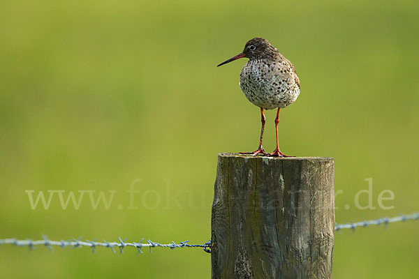 Rotschenkel (Tringa totanus)