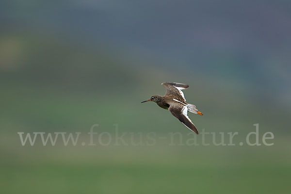 Rotschenkel (Tringa totanus)