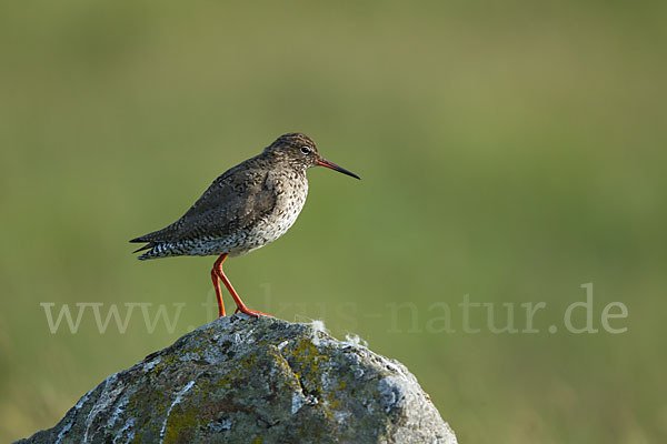 Rotschenkel (Tringa totanus)