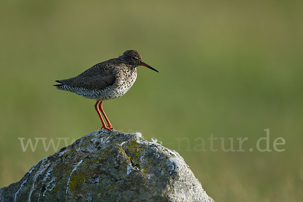 Rotschenkel (Tringa totanus)