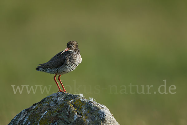 Rotschenkel (Tringa totanus)