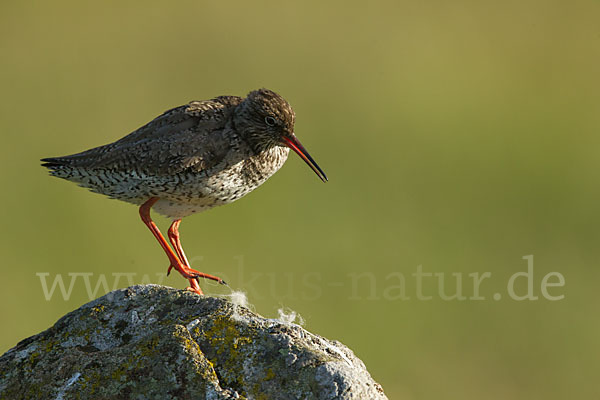 Rotschenkel (Tringa totanus)