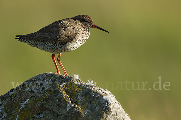 Rotschenkel (Tringa totanus)