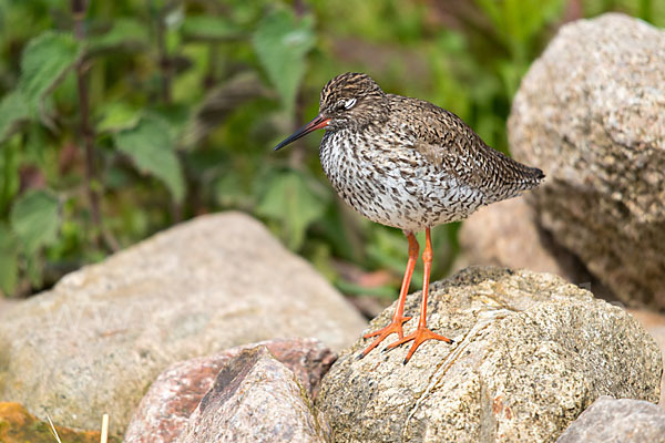 Rotschenkel (Tringa totanus)