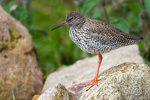 Rotschenkel (Tringa totanus)