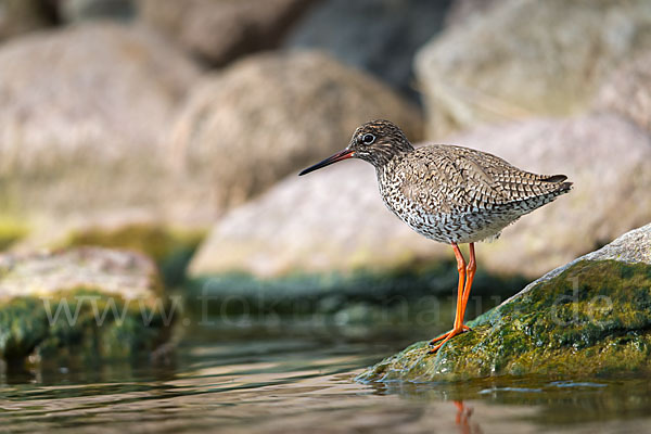 Rotschenkel (Tringa totanus)