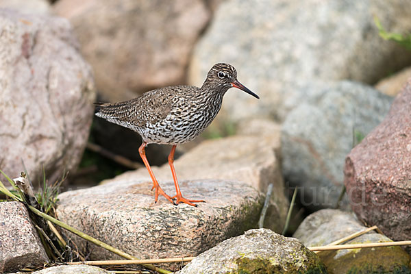 Rotschenkel (Tringa totanus)