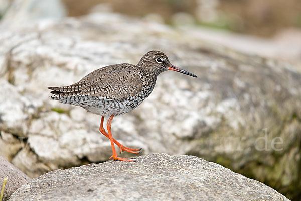 Rotschenkel (Tringa totanus)