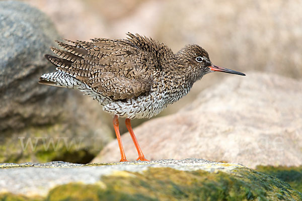 Rotschenkel (Tringa totanus)