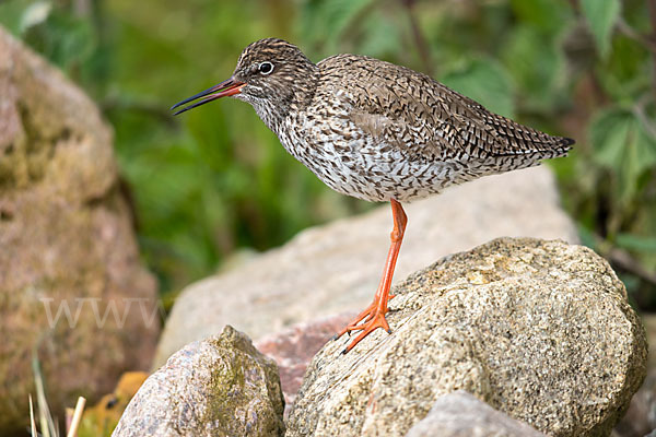 Rotschenkel (Tringa totanus)