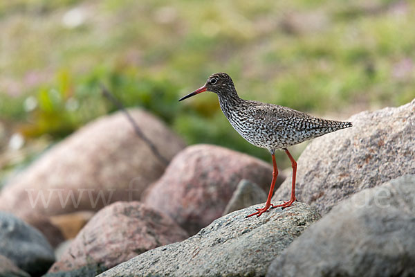 Rotschenkel (Tringa totanus)