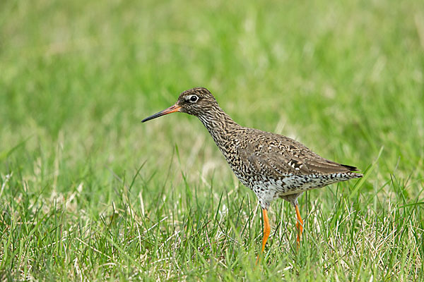 Rotschenkel (Tringa totanus)